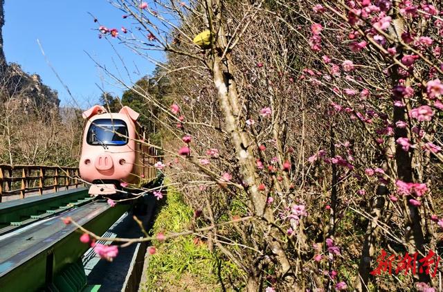 张家界国家森林公园：十里画廊梅花绽放