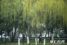 组图 | 春和景明橘子洲图片