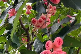 最近广东街头大量出现！提醒：别摘，别吃！图片