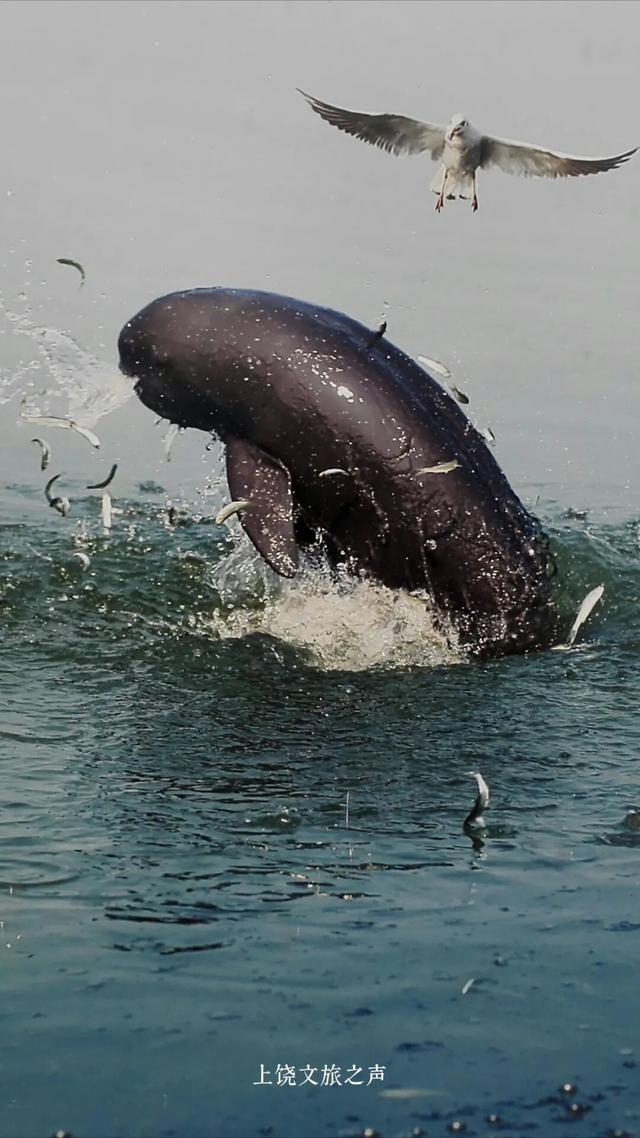 赶紧收藏！上饶冬天真正的“顶流”是它们！这些观鸟地你准备什么时候来？