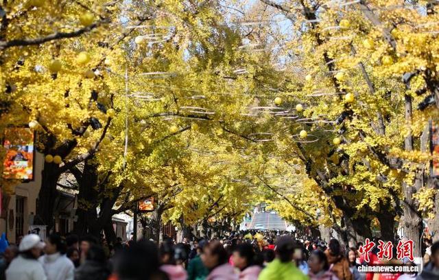 辽宁丹东金色世界的秋日画卷