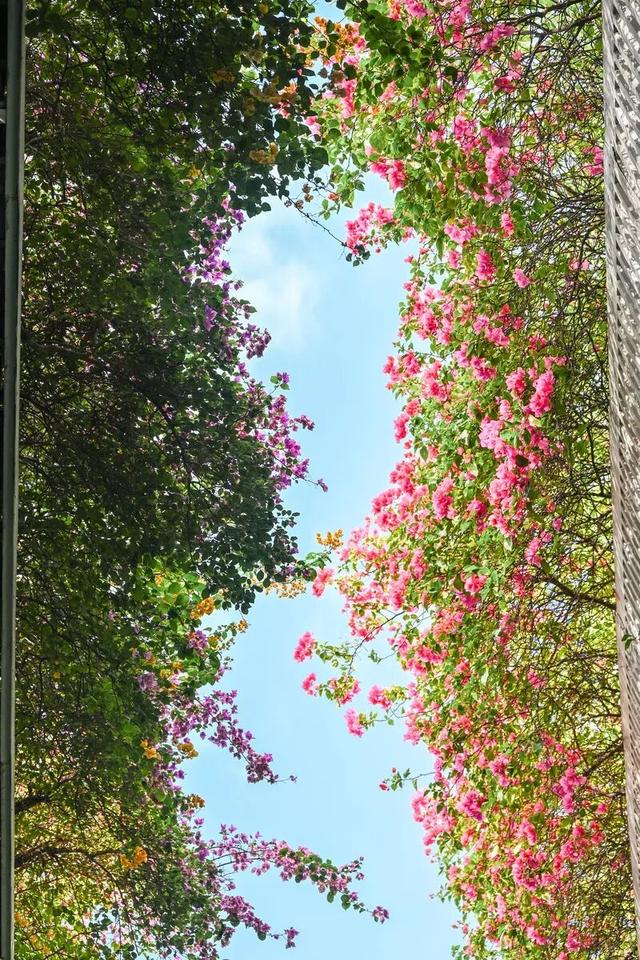 深圳知名景区紧急通知！