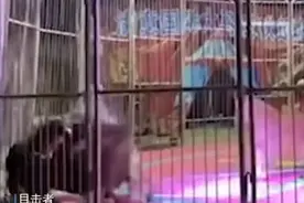 心惊胆战！马戏团狮子撕咬工作人员，观众尖叫逃散图片