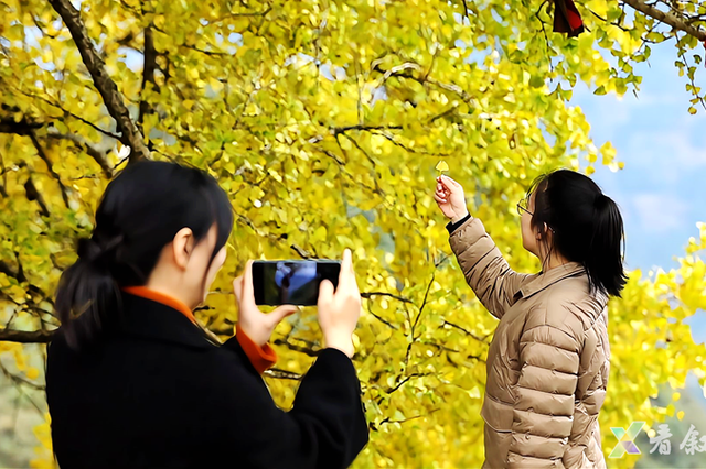 泸州银杏黄了！这些地方进入最佳观赏期