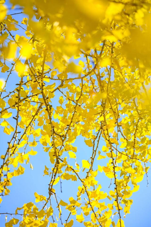 现存数量最多！赏银杏就来珠峰村