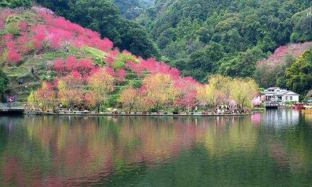 灼灼桃花映良缘！永春桃花季解锁文旅融合新玩法
