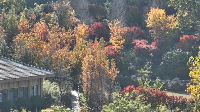 市民身边的多彩乐园，岛城口袋公园进入最美季节