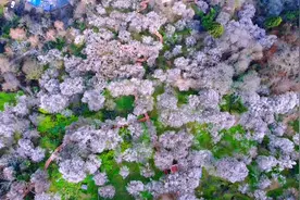 梅林花海 这里有你寻觅的春天图片