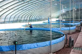 1亩地年产值可达200万元 南充高坪区这个“鲈鱼工厂”不一般图片