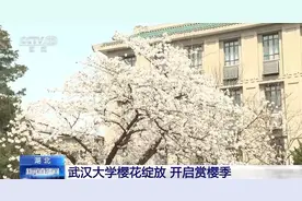 千余株樱花陆续绽放 走！去武汉大学赏樱花去→图片