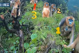 “全家总动员” 一群川金丝猴集体“晒娃”啦！图片