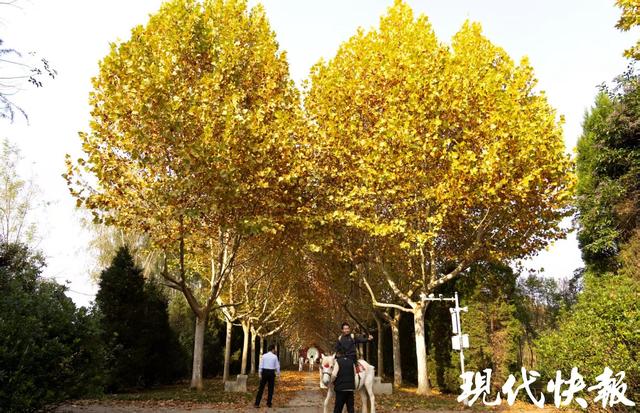 盱眙明祖陵爱心梧桐火出圈，自然造化绘就陵寝浪漫景观