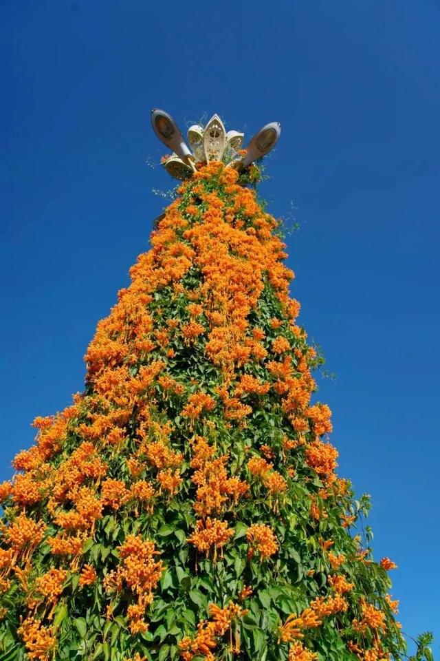 楚雄花开成海！你期盼的春天提前来了