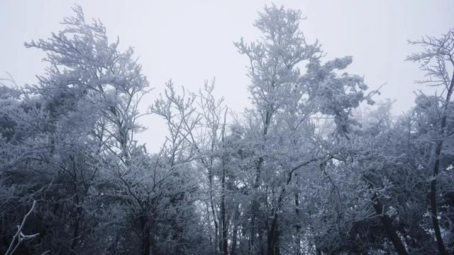 桂林永福惊现“玉树琼花”！雾凇限定美景，藏着冬日最治愈的魔法