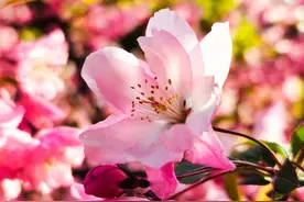 花丝摇曳，垂丝海棠白里透红与众不同图片