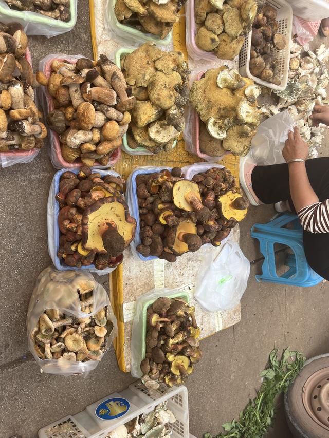 写点生活｜昆明避暑之菌菇篇