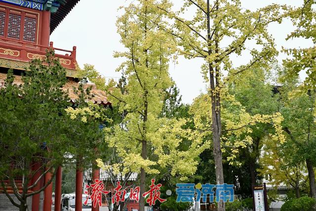 一年四季 泉在济南丨黄绿交织，邂逅文庙别样秋韵