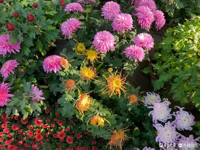 秋高气爽，济南观泉赏菊好时光