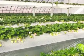 草莓红了，日子甜了图片