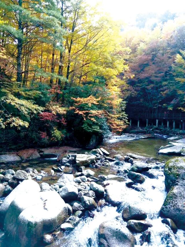 高铁直达的红叶观赏地，迎来“年度高光”！