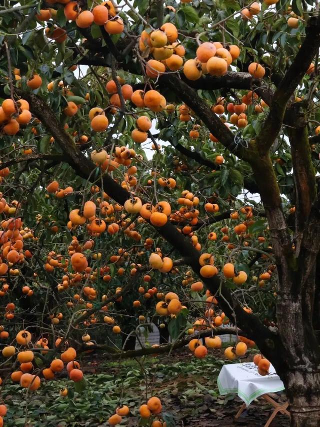 桂林恭城|红岩村柿子红成甜海啦