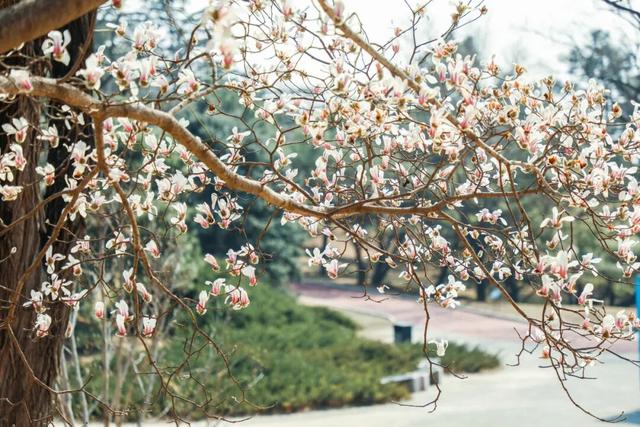 春信初至，植物园早花悄然绽放