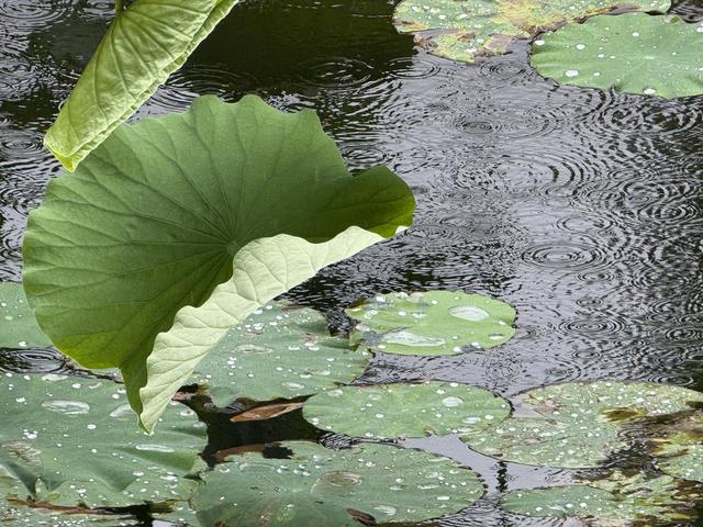 北京：雨中听荷，邂逅夏日清欢
