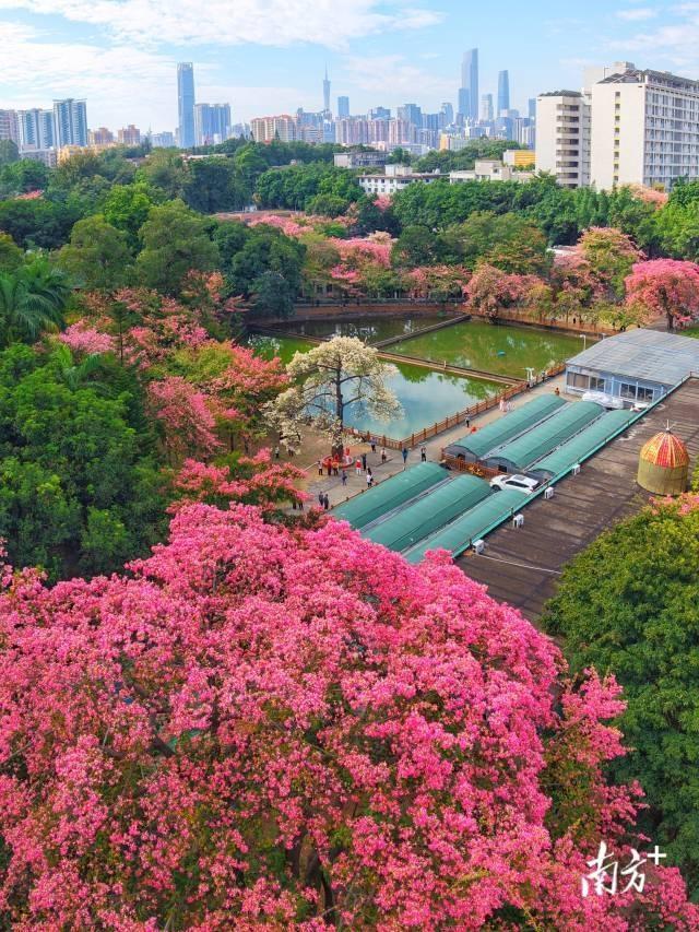 粤享暖冬！异木棉花海暴击，网友：请北方朋友看过来