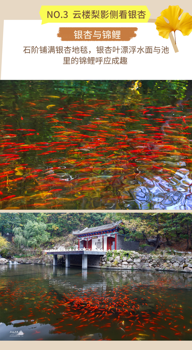 立冬雨歇，银杏正当时！