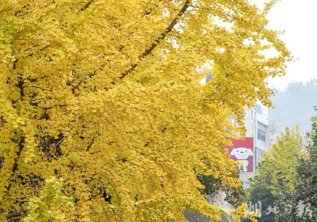 恩施市：城市初冬景色美