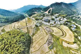 供应链上见真章——蕲春县蕲艾产业集群发展探索图片