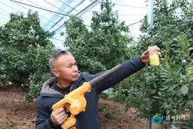 靖州：“暖房杨梅”提早开花，让梅农尝到数字化甜头图片