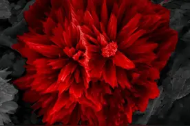 来看，微观世界里的人文诗意！图片