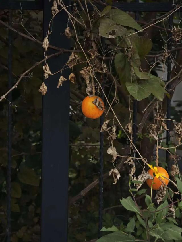 一键收藏！向化镇邀您打卡限定版秋色