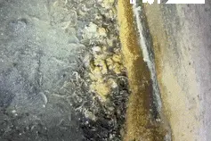 沪一高品质小区恶臭阵阵！竟是藏了上万只……终于找到办法了！图片