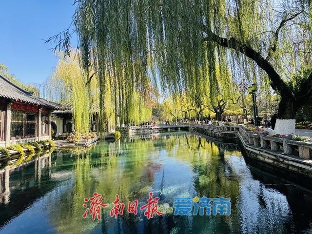 一年四季 泉在济南丨泉映蓝天柳拂岸 初冬趵突泉藏清趣