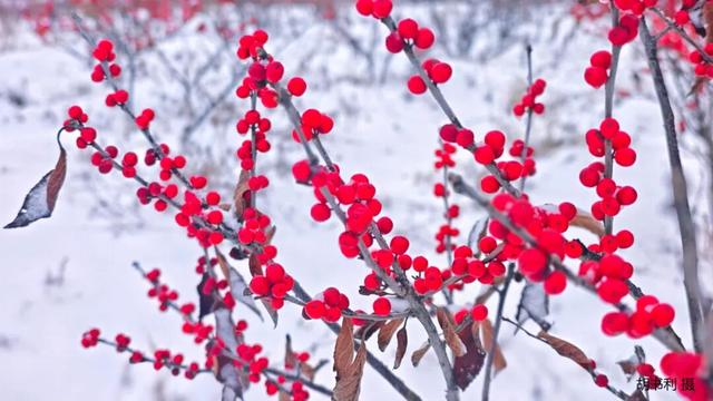 今日立冬|总有一个冬天 要来趟净月潭