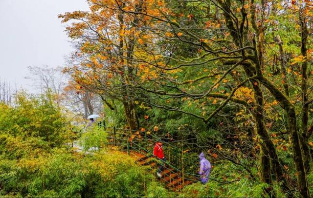 别等天晴了！雨天的秋日瓦屋，藏着你没见过的朦胧浪漫