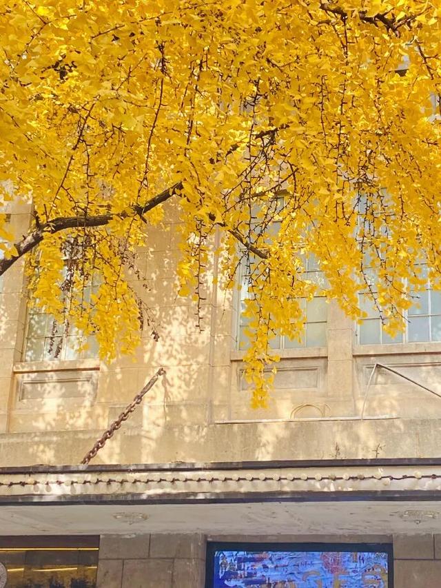 “西红柿炒蛋树”排队？快来秦淮开启“金黄时刻”！