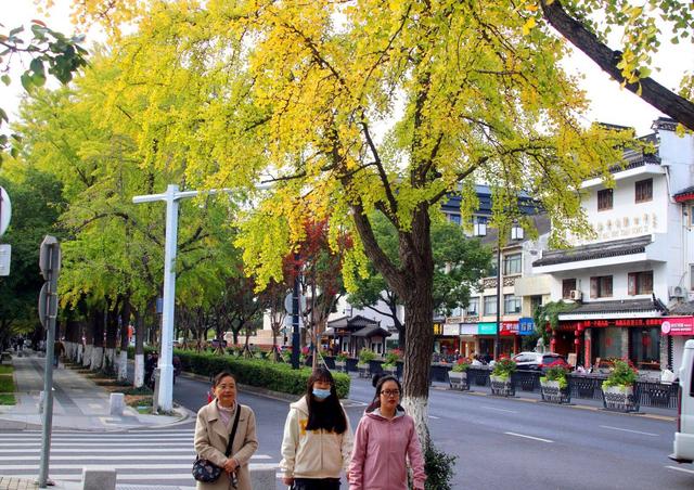 江苏苏州：街头银杏渐泛金黄 古城添别样美感