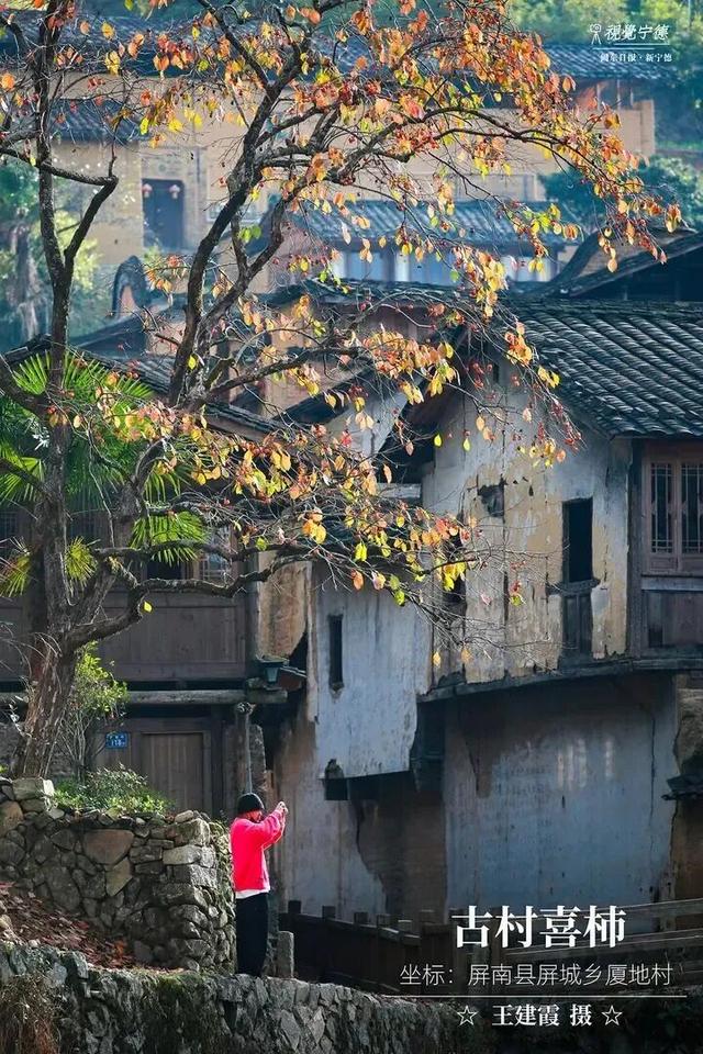 走！去屏南！这些柿子打卡点请收好→