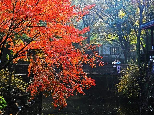 南通这里太美了！这个周末，不少人赶去打卡
