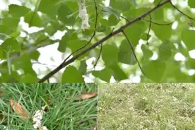 问政 | 成都街头又有“飞絮”乱飞，医生提醒！图片