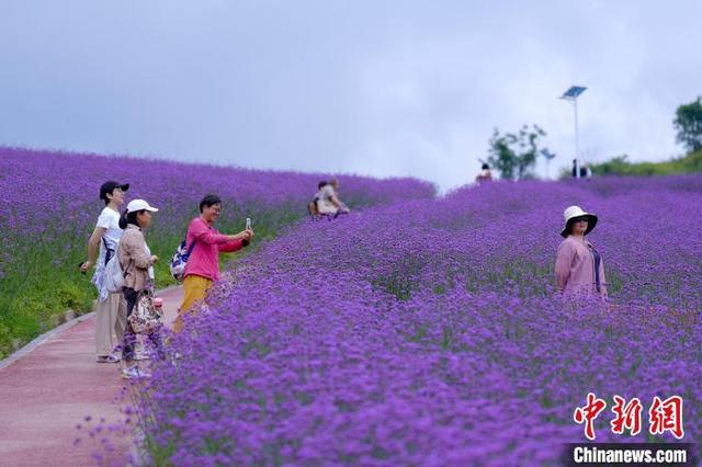 湖北巴东：七彩花海“圈粉”游客
