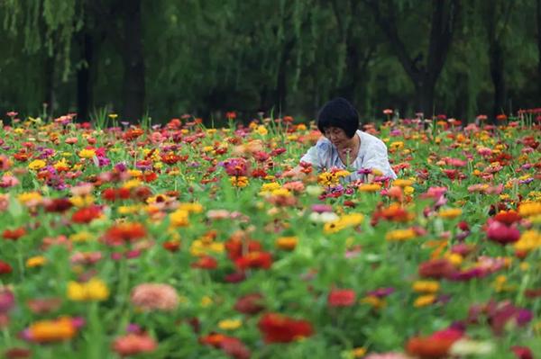 大片百日菊惊艳绽放！青岛即墨环秀湖这处花海藏不住了