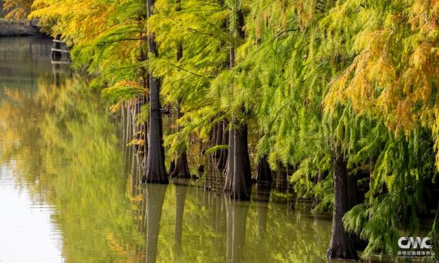 来崇明，邂逅“美拉德”风美景