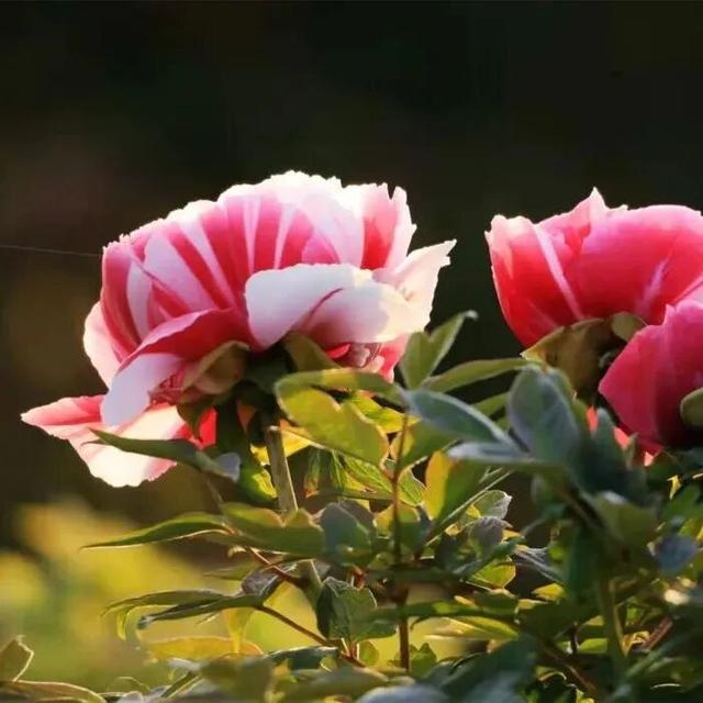 官宣！2026年南京43个景区免费开放日！