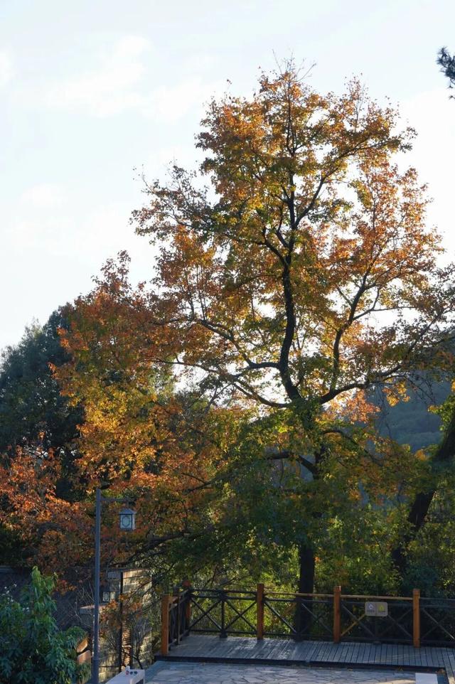 鼓山“枫”景太美啦！详细打卡点位戳→