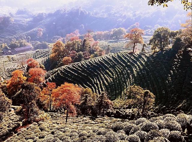 晚潮｜琅珰十里行，满目秋光尽染黄