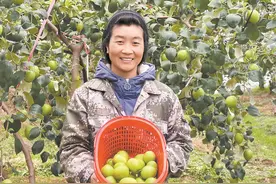 韶关始兴顿岗：冬日青枣俏枝头 枣农迎丰收图片